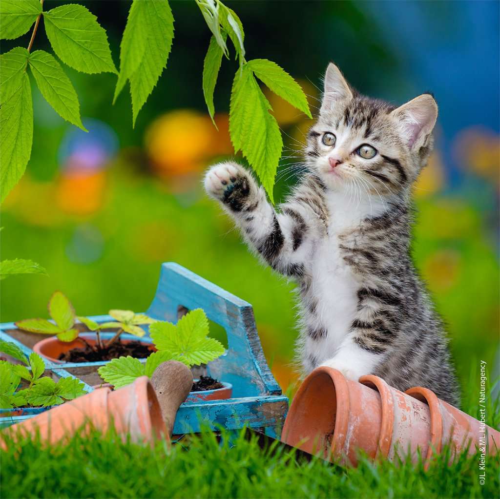 Puzzle: Cuddly Kittens