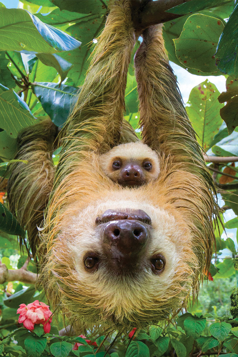Puzzle: Save Our Planet Puzzles - Sloths